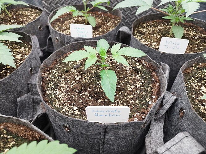 Growreport Bild 6