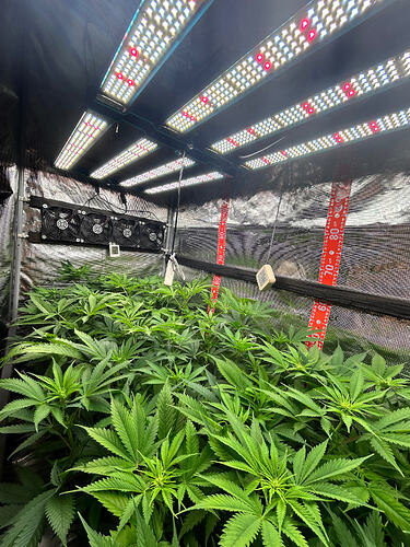 Blick in ein Growzelt mit mehreren Cannabis-Pflanzen unter LED-Beleuchtung.