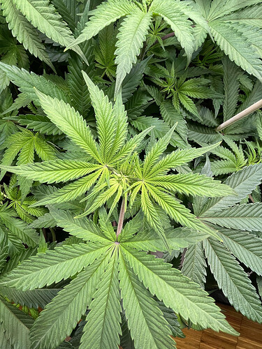 Growreport Bild 6