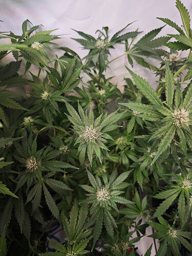 Growreport Bild 20