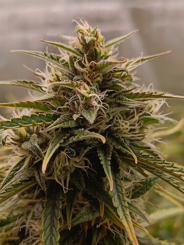 IMG20240619170143