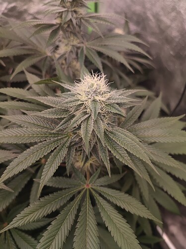 Growreport Bild 62