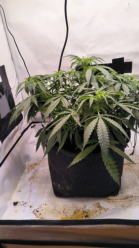 Growreport Bild 9