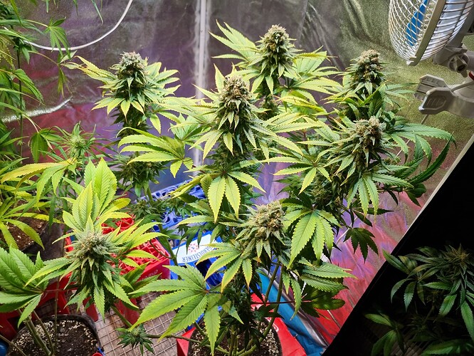 Mehrere Cannabis-Pflanzen in der Blütephase, mit dichten Blütenständen und breiten Blättern, in einem Zelt oder ähnlichen Innenanbauumfeld.