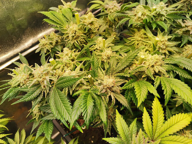 Growreport Bild 2