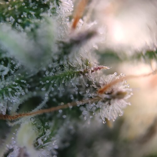 Growreport Bild 24