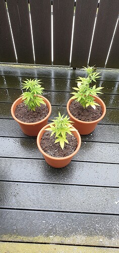 Growreport Bild 4