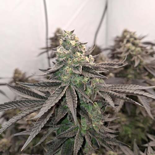 Growreport Bild 32