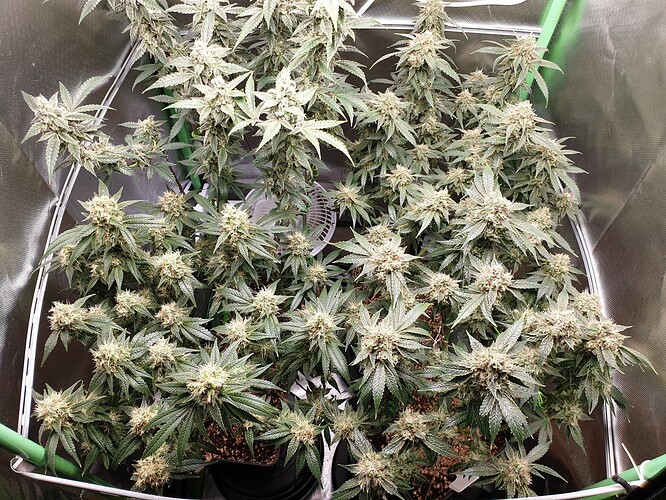 Growreport Bild 3