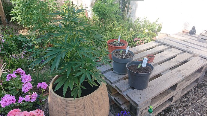 Growreport Bild 81
