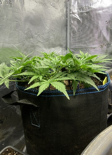 Growreport Bild 59