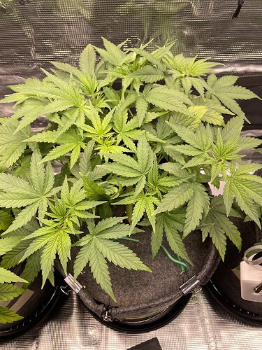 Eine junge Cannabispflanze in einem Stofftopf, die mit LST-Clips trainiert wird.