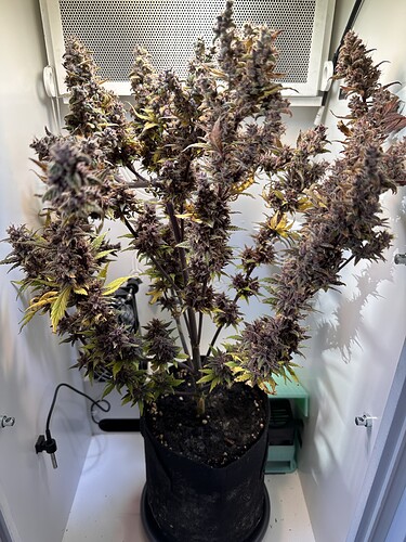Growreport Bild 5