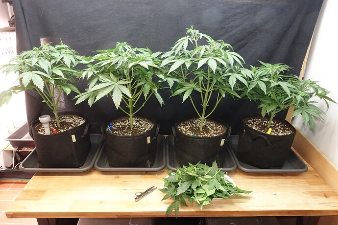 Growreport Bild 19