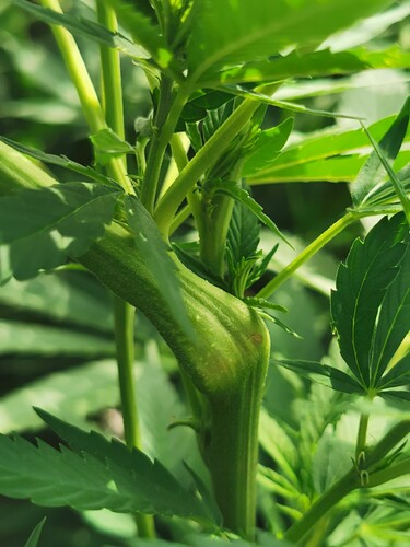 Growreport Bild 5