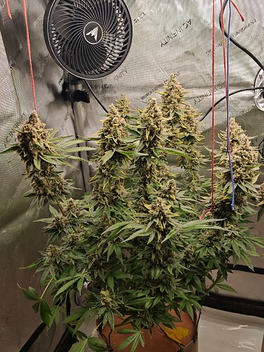 Growreport Bild 3