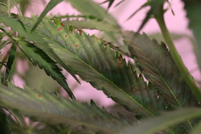 Growreport Bild 4