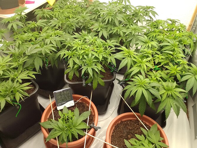 Growreport Bild 6