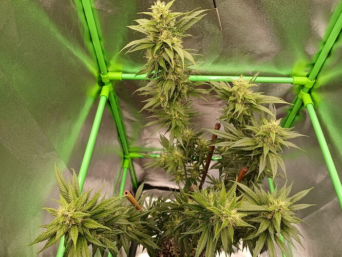 Growreport Bild 20