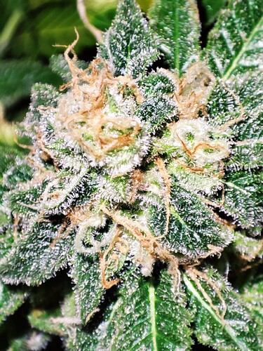 Growreport Bild 34