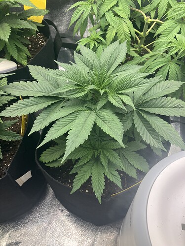Growreport Bild 7
