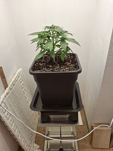 Growreport Bild 45