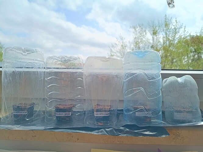 IMG_20240411_121810596_HDR