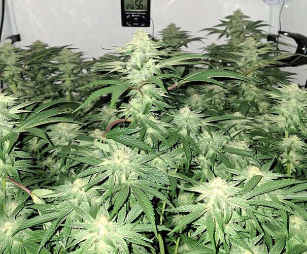 476219296_122166565454293599_7331656772358153669_n