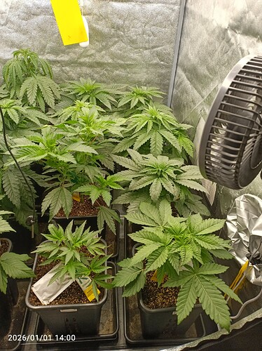 Growreport Bild 12