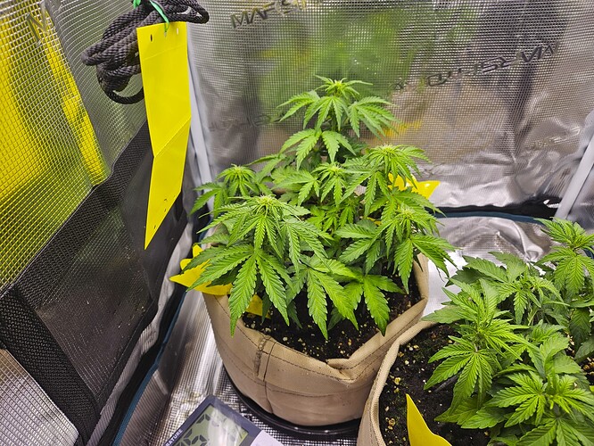 Growreport Bild 51