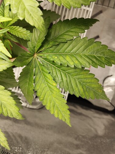 Growreport Bild 3