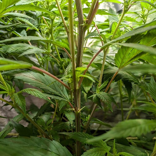 Growreport Bild 6