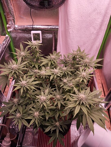 Growreport Bild 6