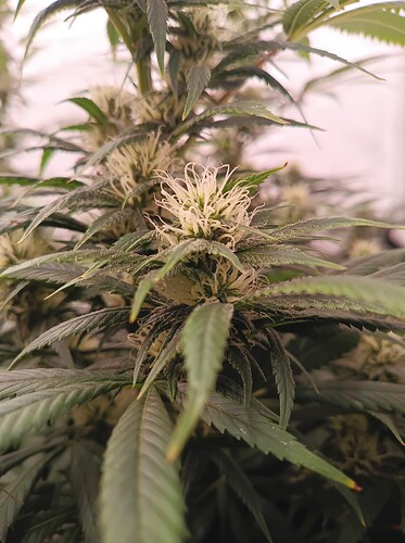 Growreport Bild 31