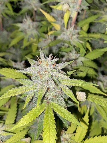 Growreport Bild 5
