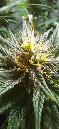 Growreport Bild 12