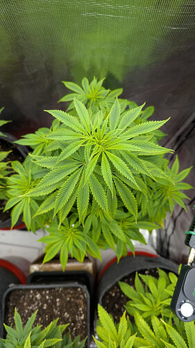 Growreport Bild 11