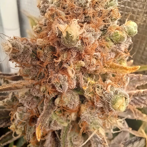 Growreport Bild 5