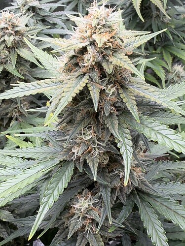 Growreport Bild 26