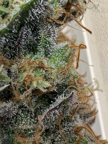 Growreport Bild 12