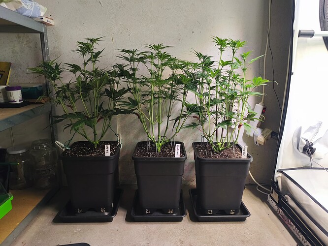 Growreport Bild 5