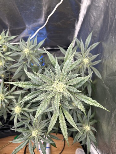 Growreport Bild 4