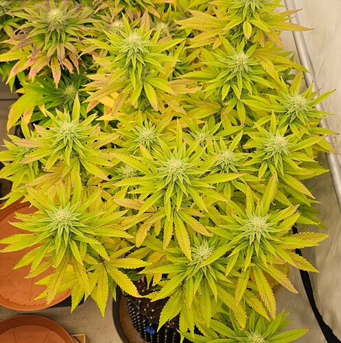 Screenshot_20241017_072953_Gallery