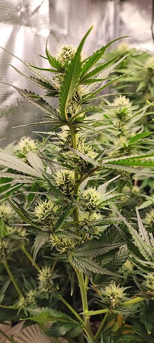 Growreport Bild 3