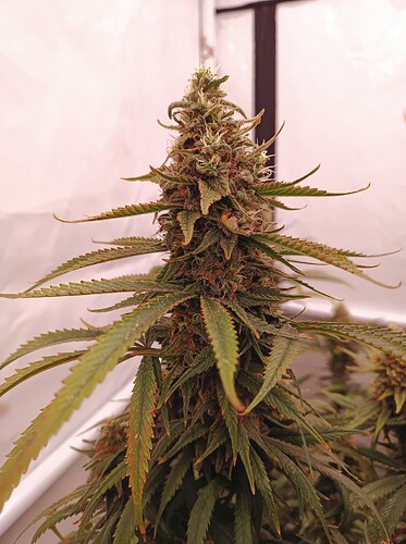 Growreport Bild 16