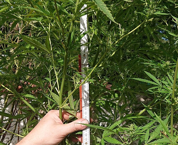 Growreport Bild 19