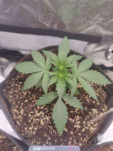 Growreport Bild 7