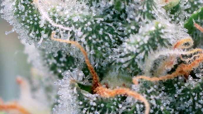 Growreport Bild 25
