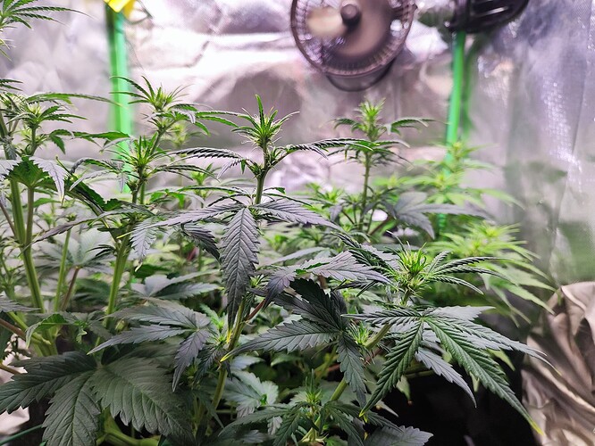 Growreport Bild 3