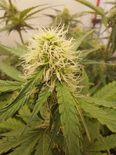 Growreport Bild 5